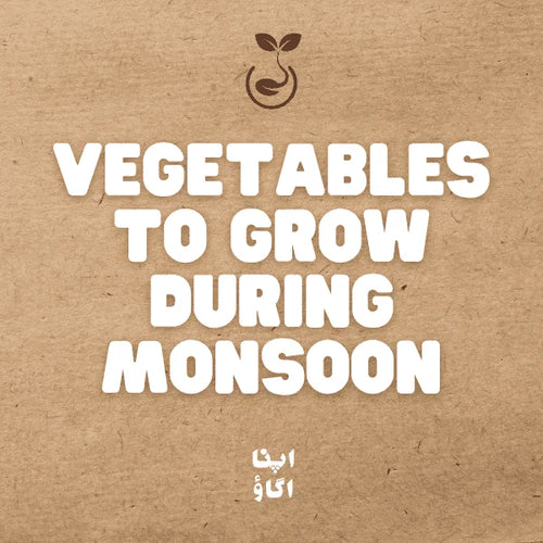 Grow More This Monsoon: Easy Vegetables and Herbs for Home Gardening