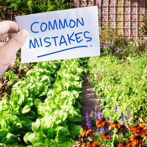 5 Big Mistakes in Home Gardening : Do not Reapet - Apnaugao