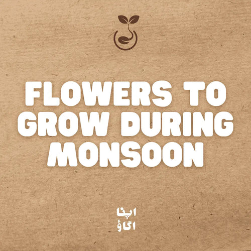 9 Flowers to Grow During Pakistan’s Monsoon