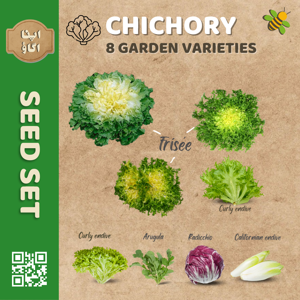 The Complete Guide to Growing Chicory Endive in Pakistan