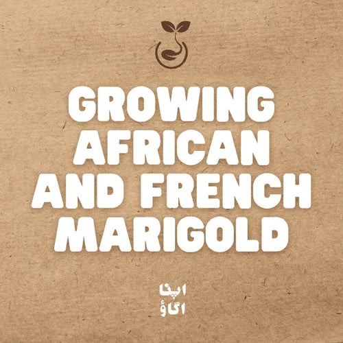 Complete Guide to grow African and French Marigolds