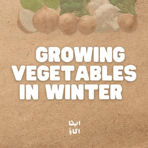 Winter Vegetable Gardening Guide for Beginners - Apnaugao