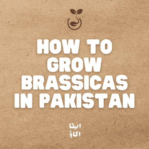 How to Grow Brassicas in Pakistan: Cabbage, Cauliflower and Kale Guide
