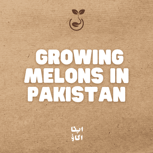 How to Grow Melons : Watermelon, Cantaloupe and Honeydew Guide