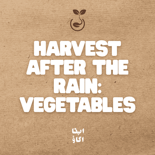 Harvest After the Rain: 10 Vegetables to Grow During Monsoon