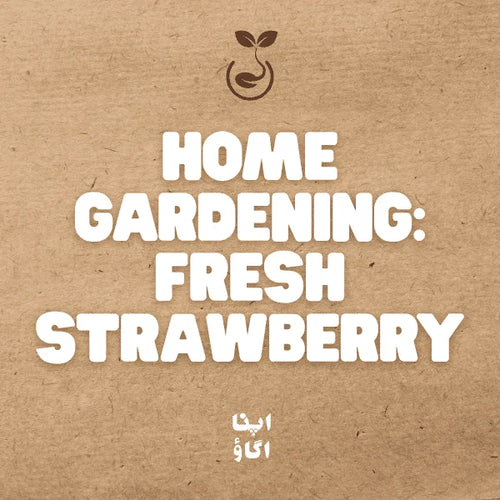 How to Grow Strawberries from Seeds at Home in Pakistan