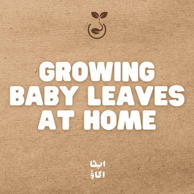 growing baby leaves at home in just 15 days