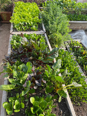 Organic gardening-A quick guide to get you started