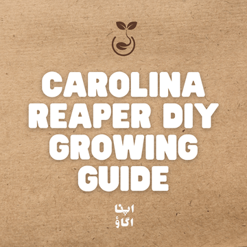 How to Successfully Grow Carolina Reaper in Pakistan - Apnaugao