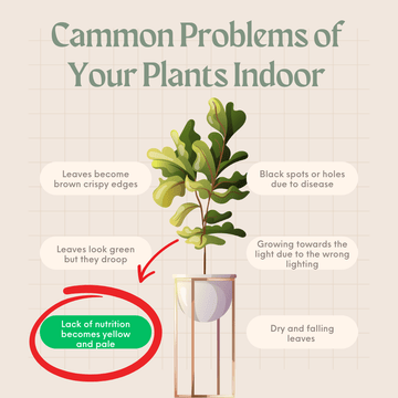 Plant Care Guide: Decoding the Mystery of Yellowing Leaves - Apnaugao