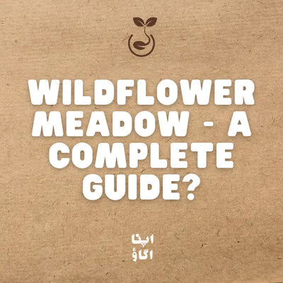 How to Sow a Wildflower Meadow or Rock Garden in Pakistan: Seed Mix Guide
