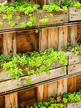10 Vegetables to Grow in Urban Gardening - Apnaugao