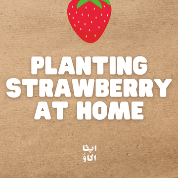 Grow Strawberries at Home in 3 Simple Steps from Seeds 🍓 - Apnaugao