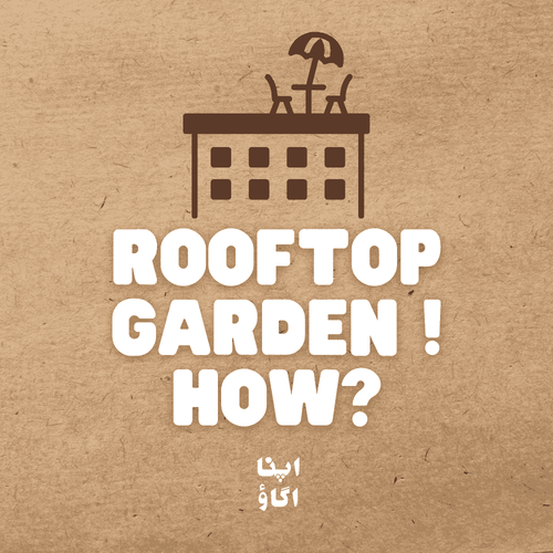 Rooftop gardening in Pakistan - your peaceful green escape in the city - ApnaUgao