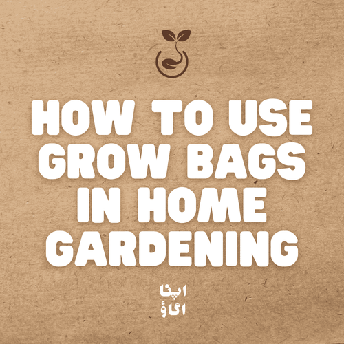 Grow Bag Gardening in Pakistan: A Smart Way to Grow Your Own Food - Apnaugao
