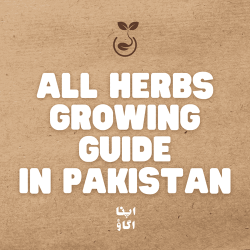 Herbs Seeds Germination Guide - Apnaugao
