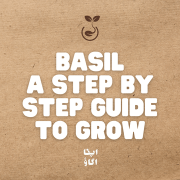 How to Grow Basil in Pakistan โHome Gardening Guide - Apnaugao
