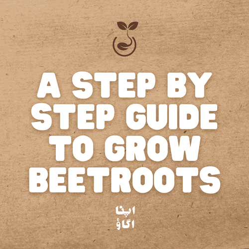 How to Grow Beetroot (Chukandar) at Home in Pakistan - Apnaugao