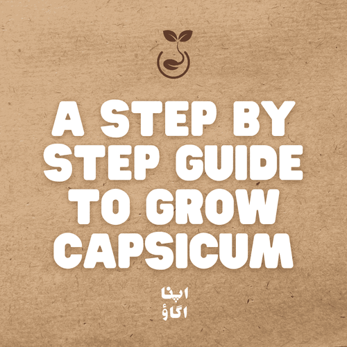 How to grow bell peppers in Pakistan in pots, grow bags and garden beds
