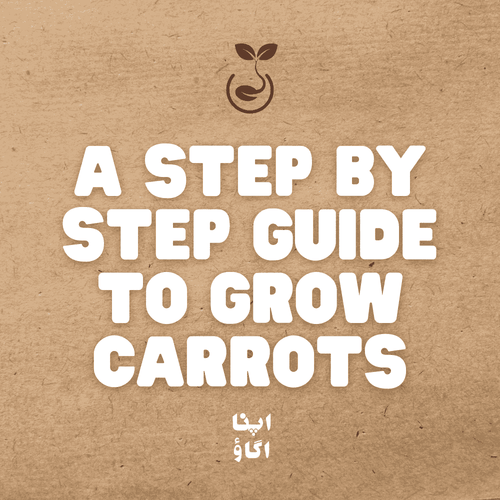 How to Grow Carrots ( Gajar ) at Home in Pakistan - Apnaugao