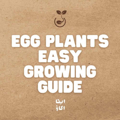 How to Grow Eggplant (Brinjal) – Home Planting Guide - Apnaugao