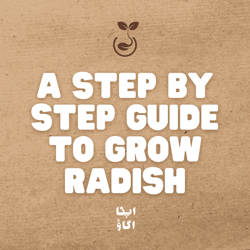 How to Grow Radish (Mooli) – A Seasonal Gardening Guide - Apnaugao