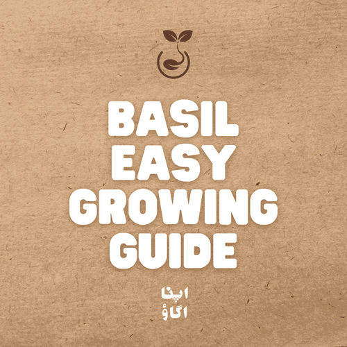 Growing basil seeds at home in Pakistan - a beginner's guide - ApnaUgao