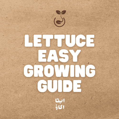 how to grow lettuce salad at home in Pakistan