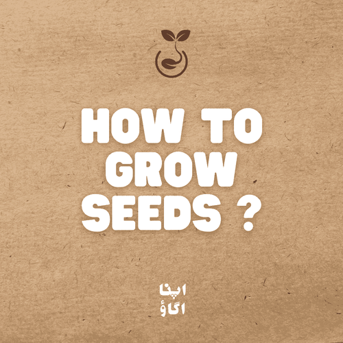 How to start seeds indoors in Pakistan - a home gardening guide - ApnaUgao