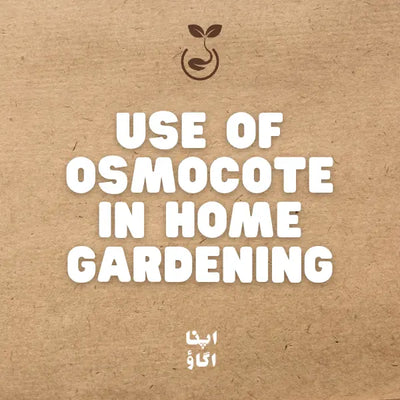 How to Use Osmocote Plus in Home Gardening: Complete Guide for Pakistan