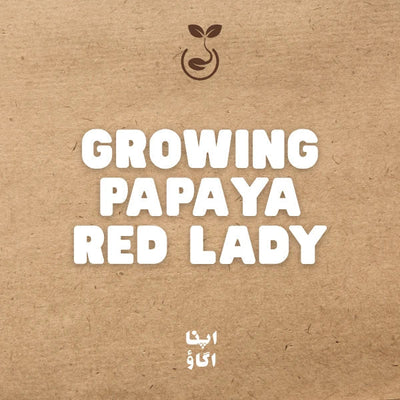 how to grow papaya red lady in Pakistan