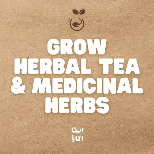 How to grow Herbal Tea & Medicinal Herbs