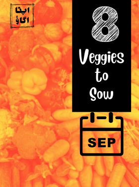 Vegetables To Grow In September in Pakistan - Apnaugao