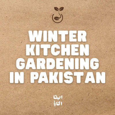 Winter Vegetables in Pakistan: The Fun Kitchen Gardening & Rooftop Guide