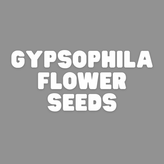 Gypsophilla Seeds - Apnaugao
