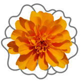 Marigold - Apnaugao