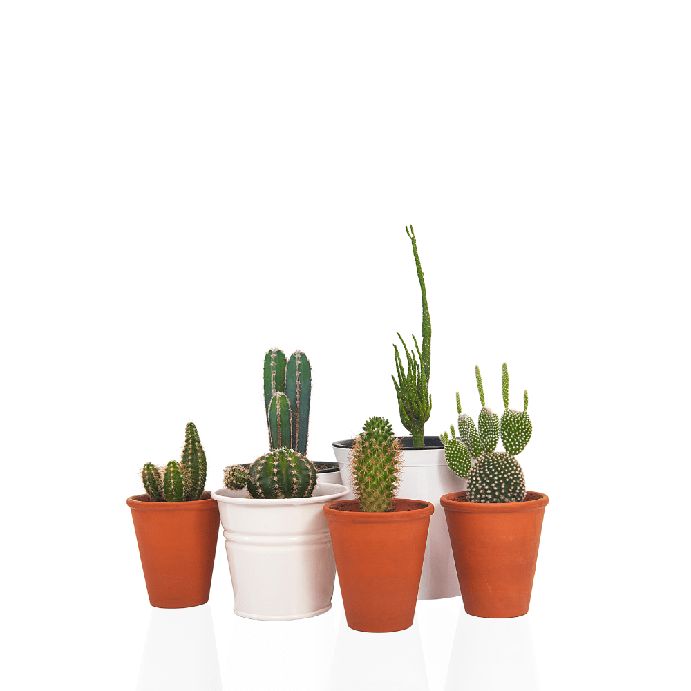 Cactus Plants Desert Mix Perennial Seeds - Apnaugao