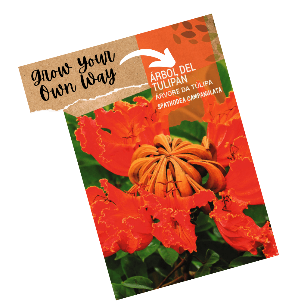 African Tulip Tree Seeds - Spathodea campanulata - Apnaugao