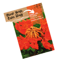African Tulip Tree Seeds - Spathodea campanulata - Apnaugao