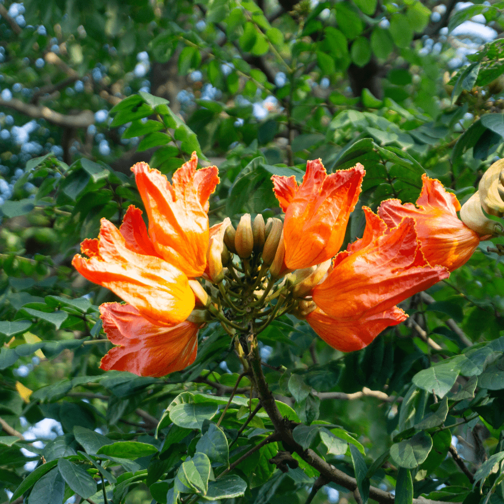 African Tulip Tree Seeds - Spathodea campanulata - Apnaugao