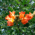 African Tulip Tree Seeds - Spathodea campanulata - Apnaugao