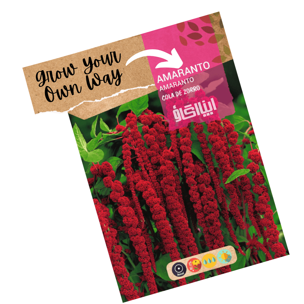 Amaranthus Foxtail Flower Seeds - Apnaugao