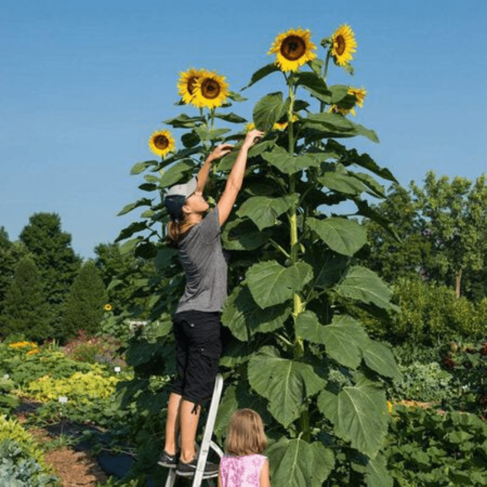 American Giant Hybrid Sunflower Seeds - Apnaugao