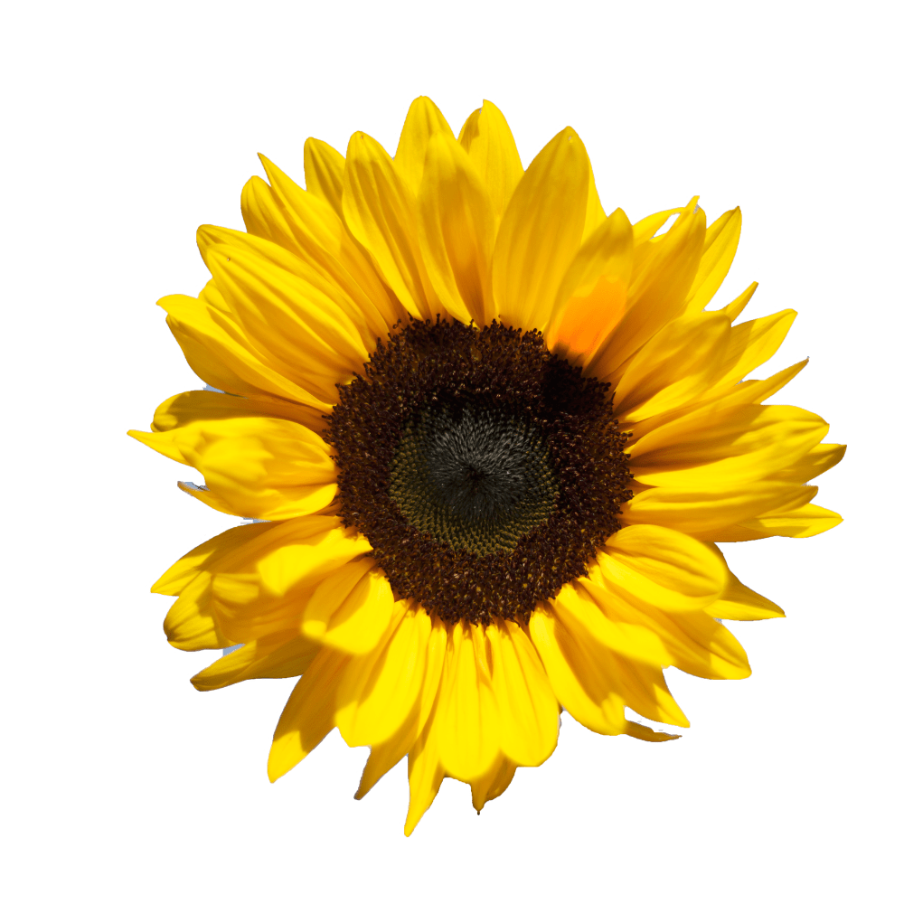 American Giant Hybrid Sunflower Seeds - Apnaugao