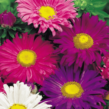 aster flower seeds tall variety