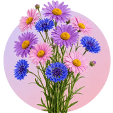 Aster flower seeds in Pakistan