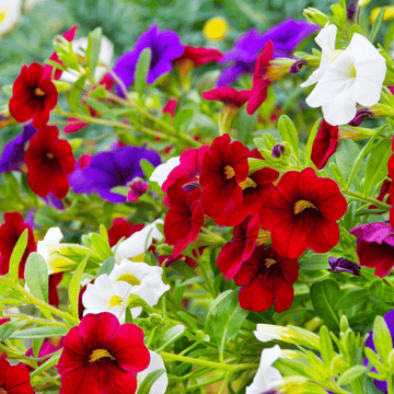 Petunia Balcony Hanging Mix Hybrid Flower Seeds - Apnaugao