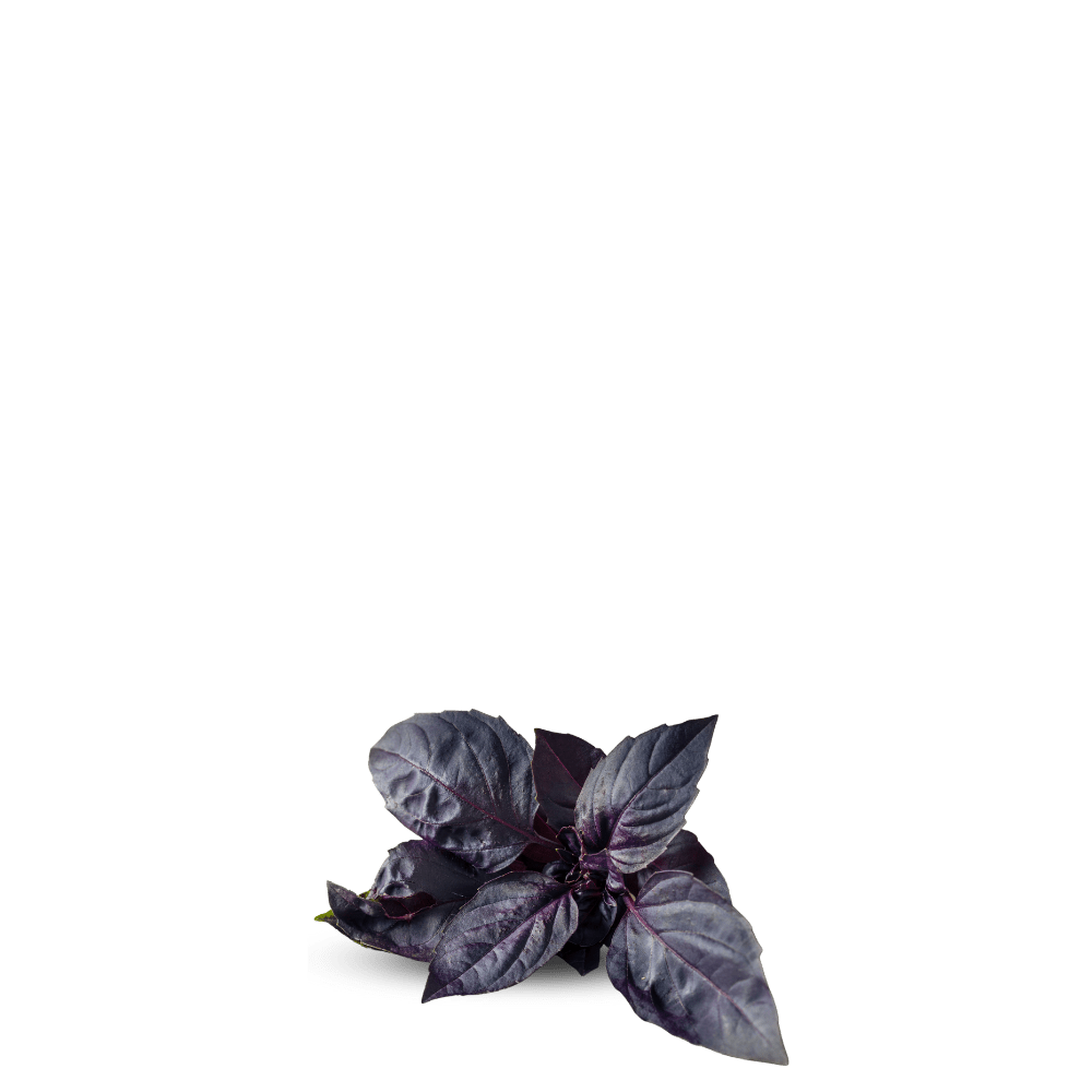 purple basil seeds by available in Pakistan