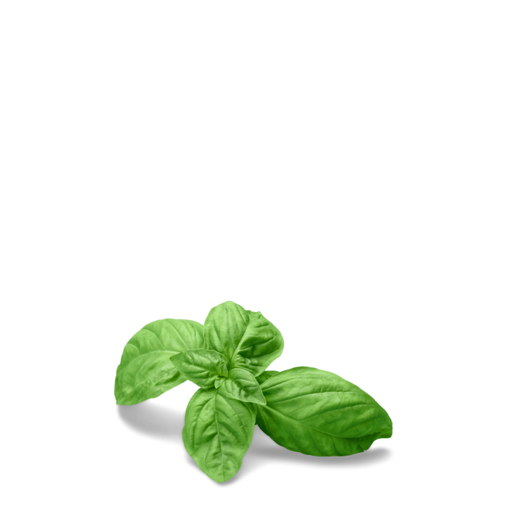 grow sweet basil seeds by apnaugao  in Pakistan