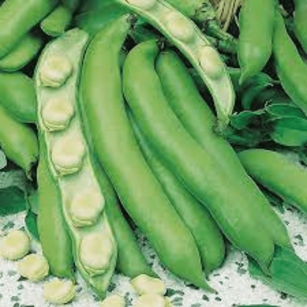 Broad Beans Seeds Violet Seeded Early - Apnaugao